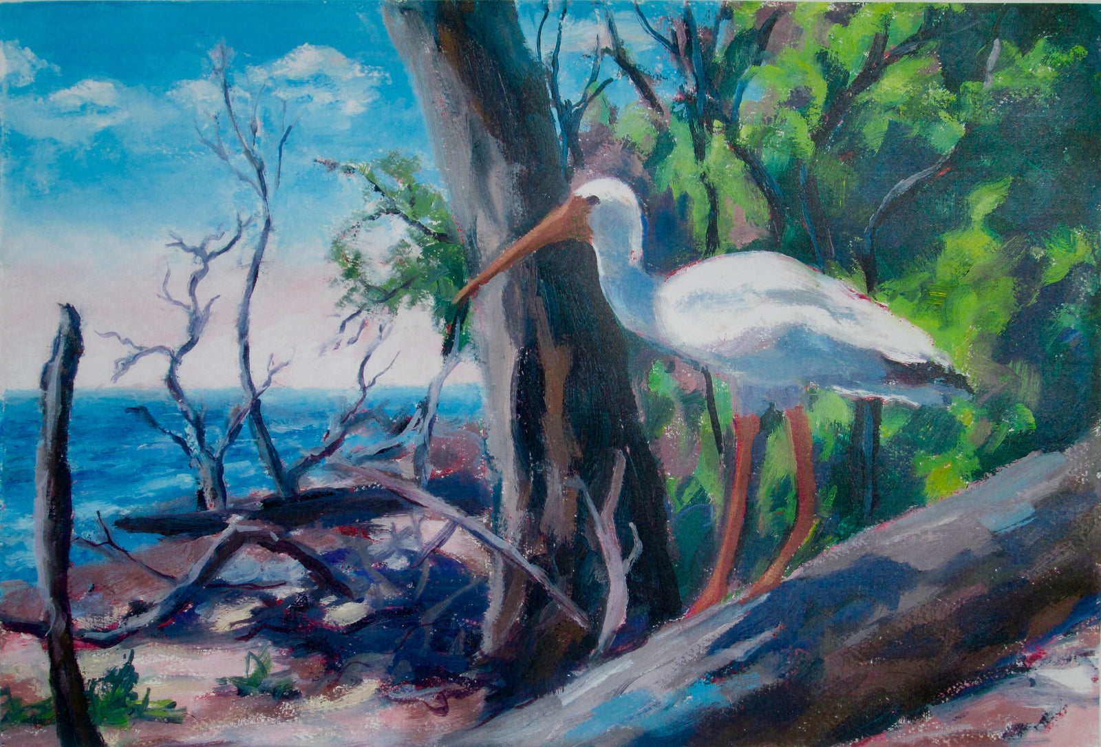 Ibis